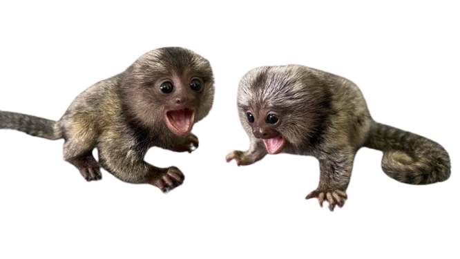 marmoset monkey