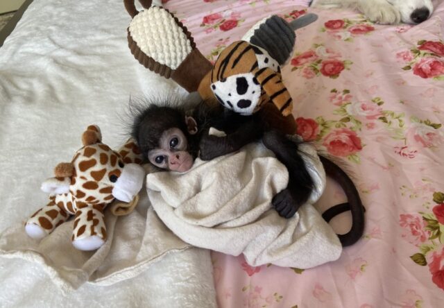 Alain the great spider monkey (3)