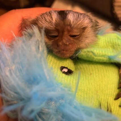 Kiki - The Beautiful Marmoset