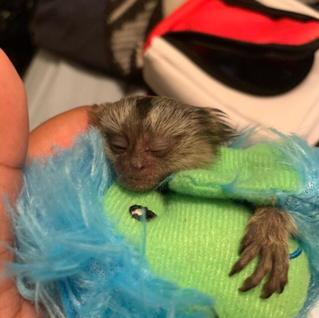 Kiki - The Beautiful Marmoset