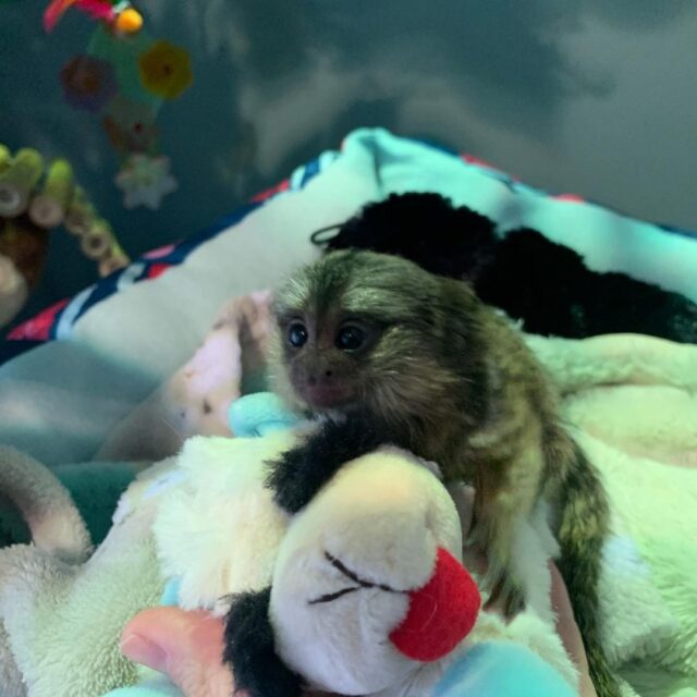 Kiki - The Beautiful Marmoset