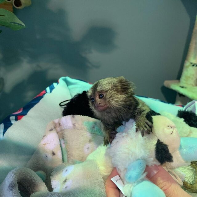 Kiki - The Beautiful Marmoset