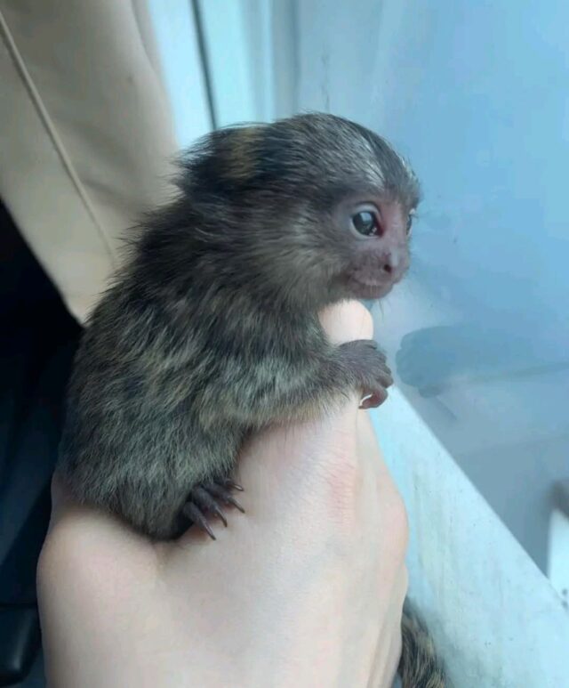 Nella-The-Adorable-Marmoset