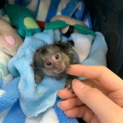 Nella-The-Adorable-Marmoset