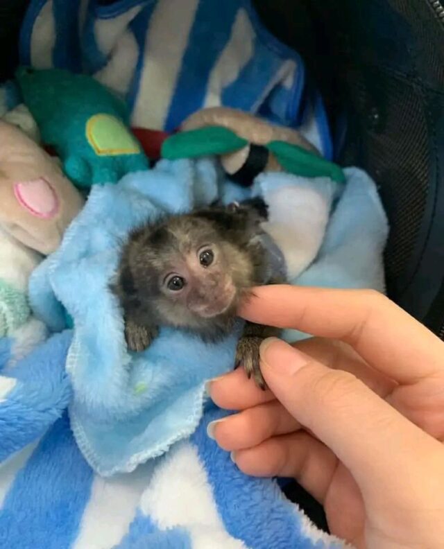 Nella-The-Adorable-Marmoset