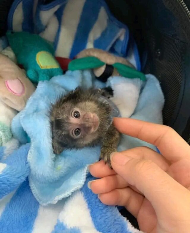 Nella-The-Adorable-Marmoset