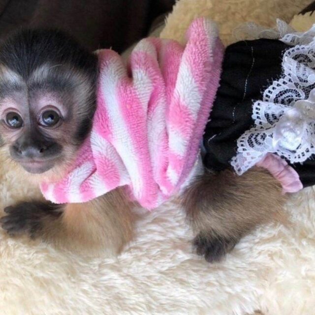 jess the capuchin monkey