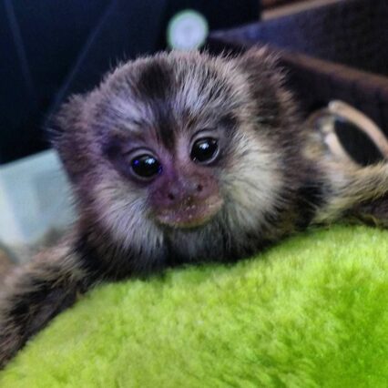 kelly the adorable marmoset