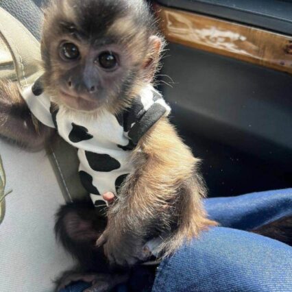 marco the capuchin monkey