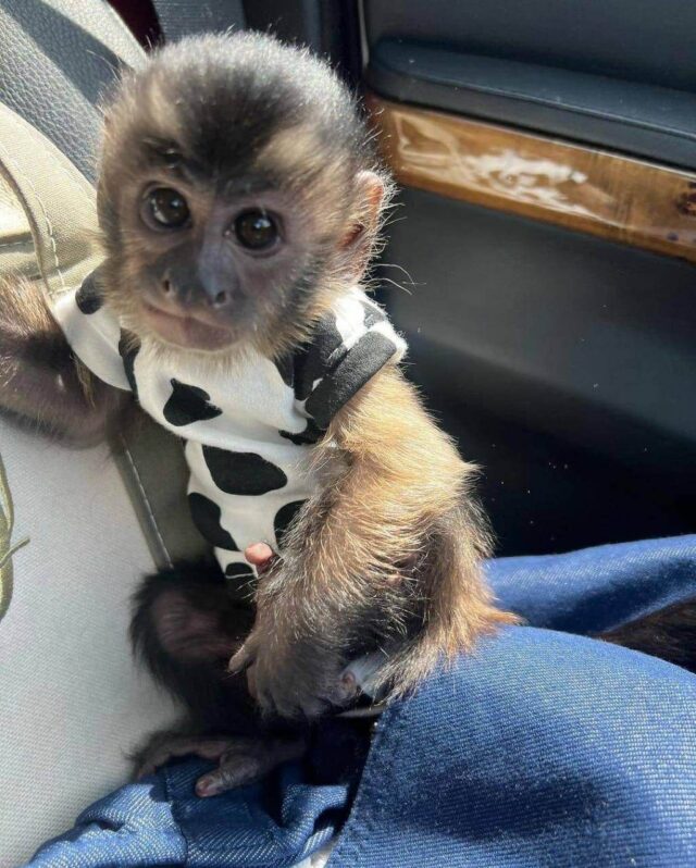 marco the capuchin monkey