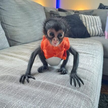 ron the handsome spider monkey