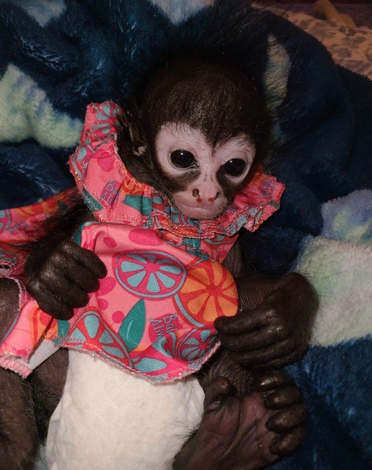 Stephie – The Adorable Spider - ADORABLE MONKEYS