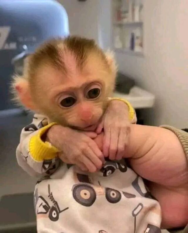 pigtail monkey