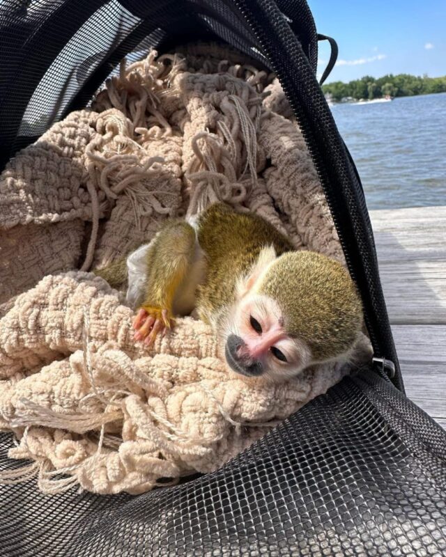 adopt squirrel monkey