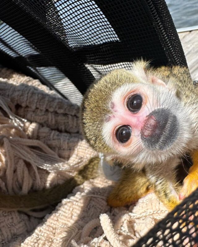 adopt squirrel monkey