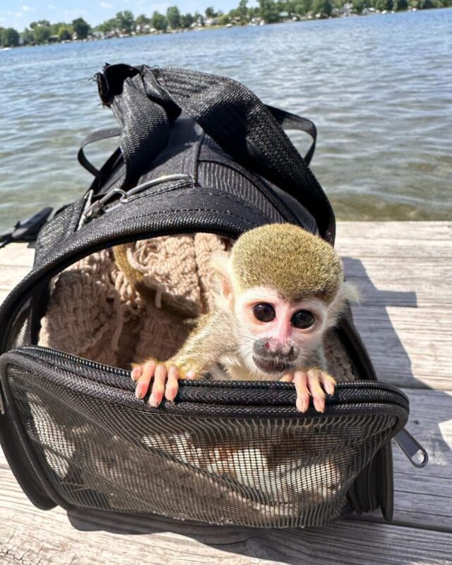 adopt squirrel monkey