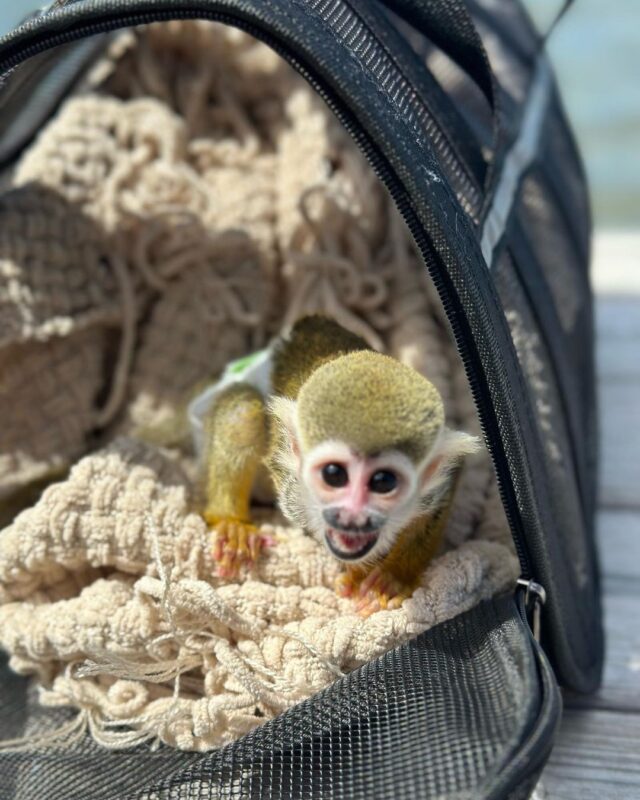 adopt squirrel monkey