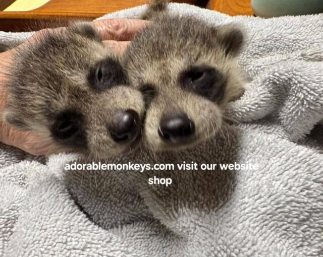 adopt racoons