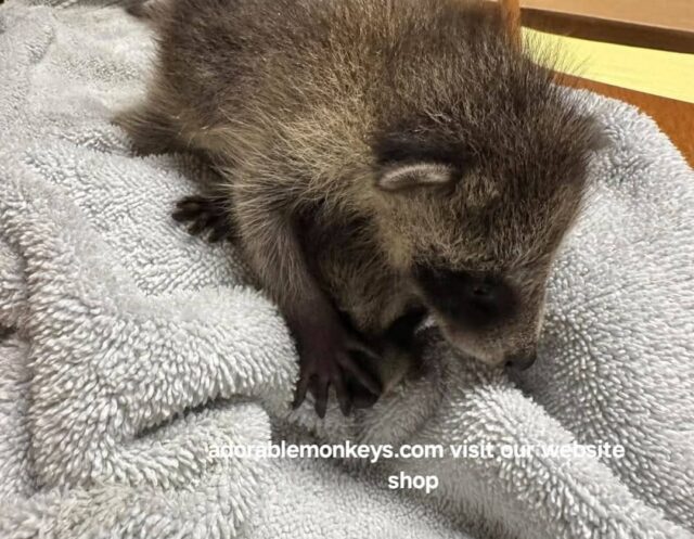 adopt racoons