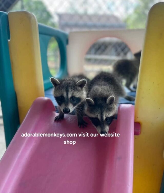 adopt racoons