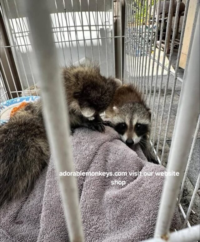 adopt racoons