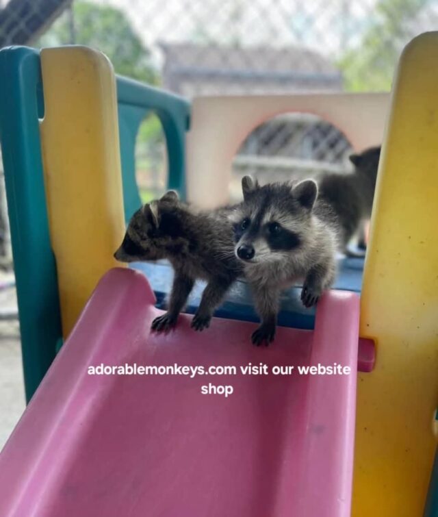 adopt racoons