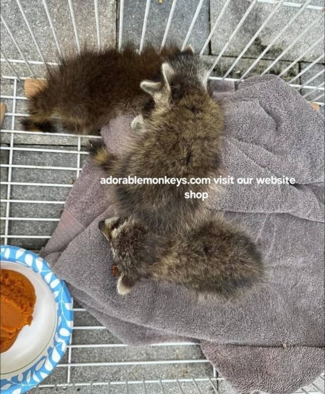 adopt racoons