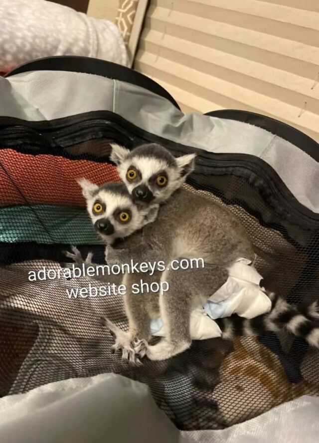 adopt ring tailed lemurs