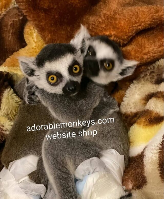 adopt ring tailed lemurs