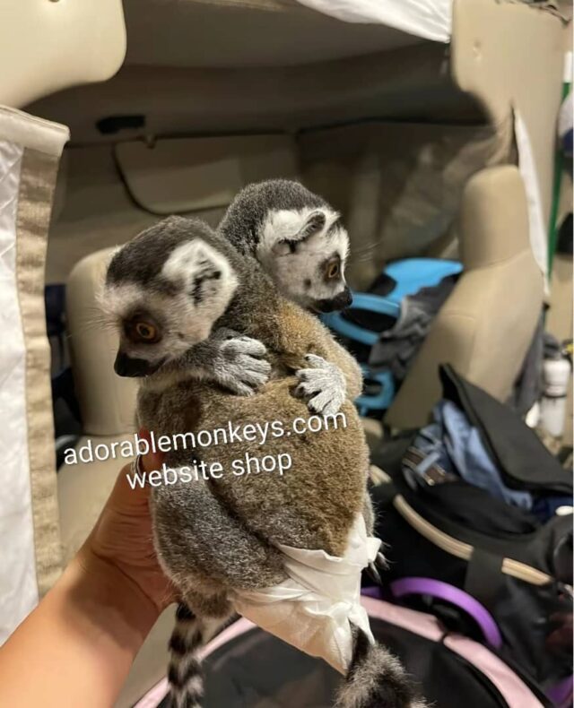 adopt ring tailed lemurs