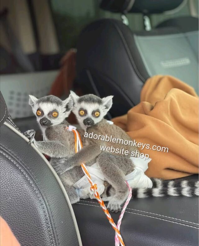 adopt ring tailed lemurs