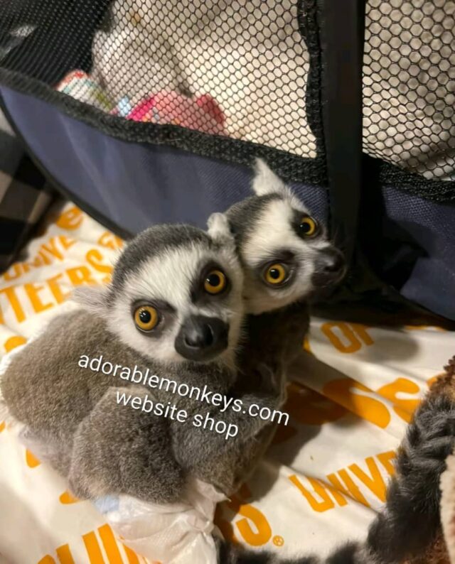 adopt ring tailed lemurs