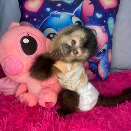 adopt a capuchin monkey
