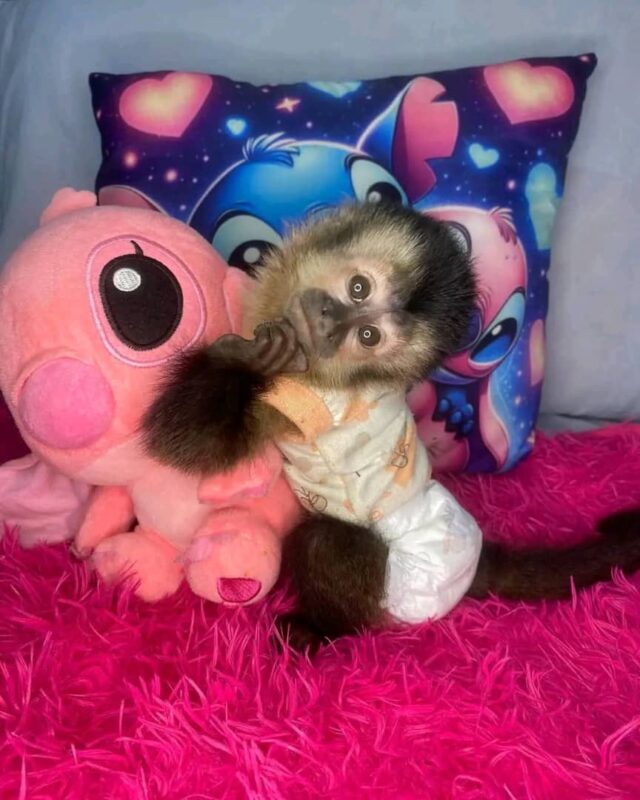 adopt a capuchin monkey