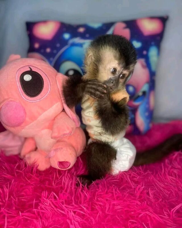 adopt a capuchin monkey