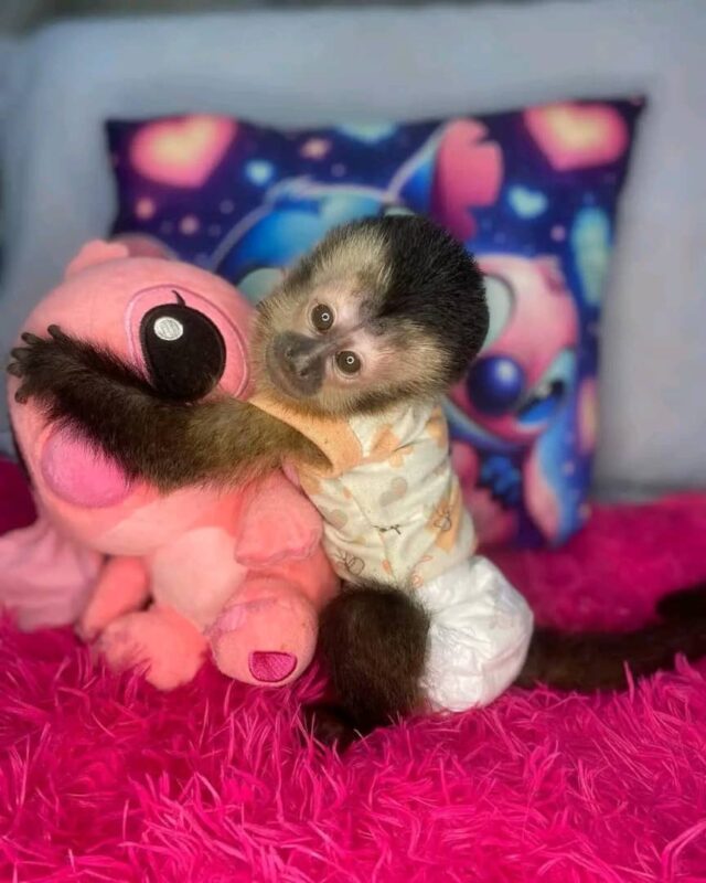 adopt a capuchin monkey