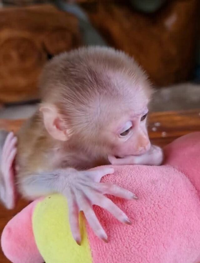 adopt pigtail monkeys
