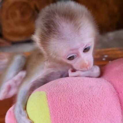 adopt pigtail monkeys