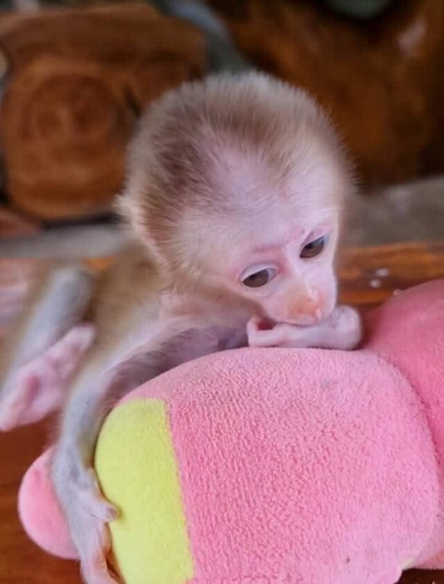 adopt pigtail monkeys